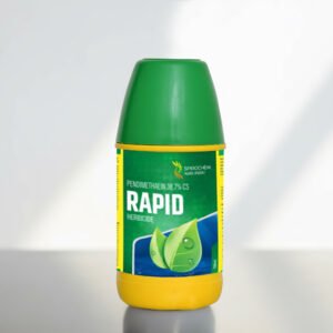 Rapid